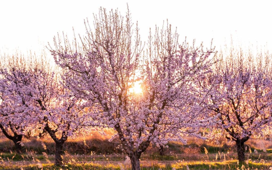 Die Mandelblüte auf Ibiza: Wann, wo und wie du sie genießt