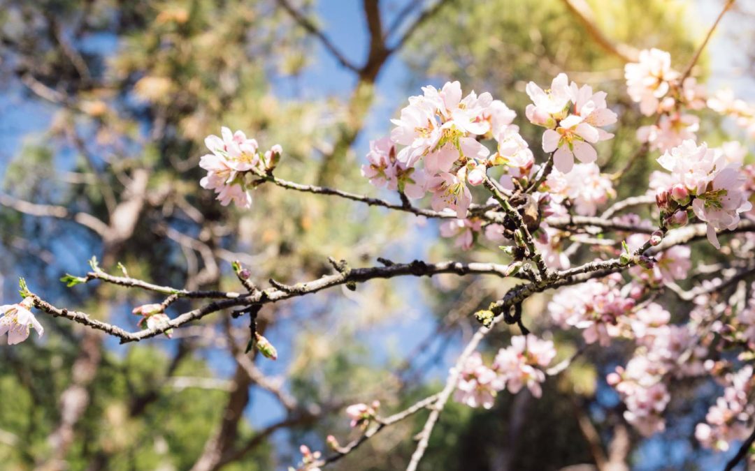 Mandelblüte auf Mallorca: Wann, wo und wie du sie genießt