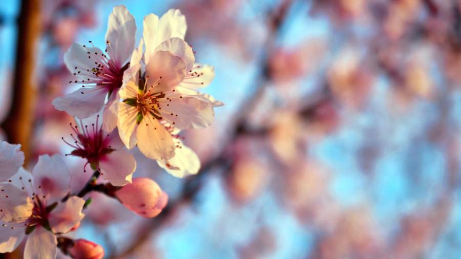 Mandelblüten